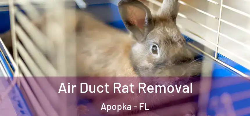  Air Duct Rat Removal Apopka - FL