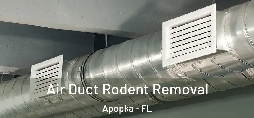  Air Duct Rodent Removal Apopka - FL