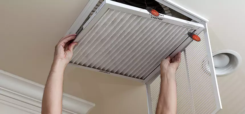 Our Insect Removal from Air Ducts Services in Apopka, FL