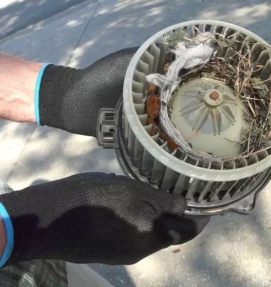 About Air Duct Rat Removal in Apopka, FL